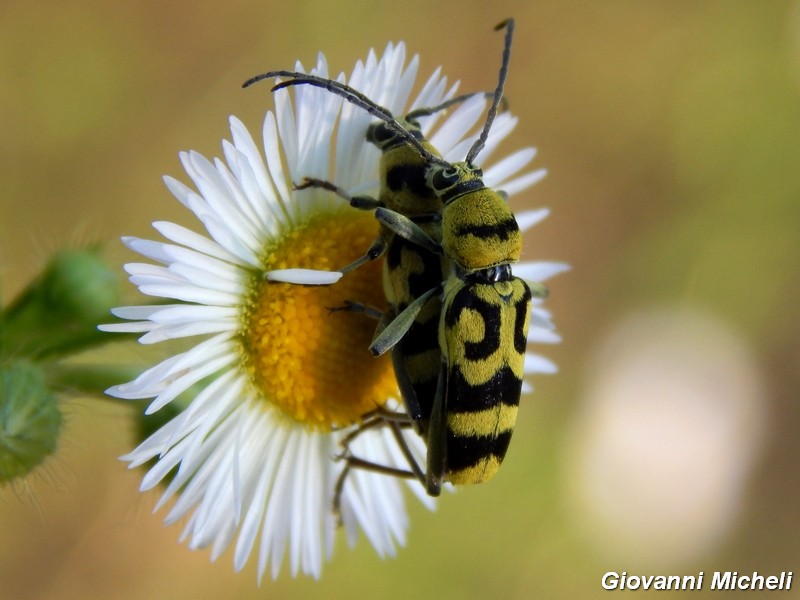 La vita in un fiore (Erigeron annuus)